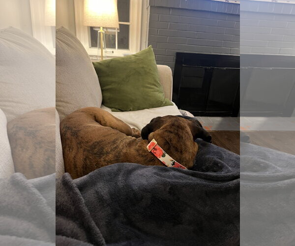 Medium Photo #4 Boxer Puppy For Sale in Burnsville, MN, USA