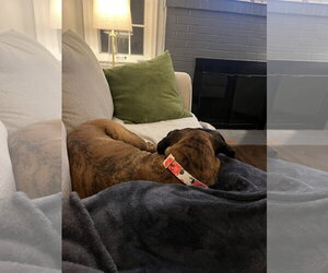 Gemma - Female Boxer Dog for Adoption - Photo #4