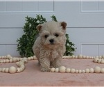 Small Photo #3 Maltipoo Puppy For Sale in HOLMESVILLE, OH, USA