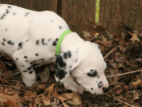 Medium Photo #7 Dalmatian Puppy For Sale in ENID, OK, USA