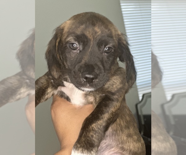 Medium Photo #4 Cock-A-Poo-Jack Russell Terrier Mix Puppy For Sale in EAST ORANGE, NJ, USA