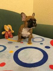 French Bulldog Puppy for sale in MILWAUKEE, WI, USA
