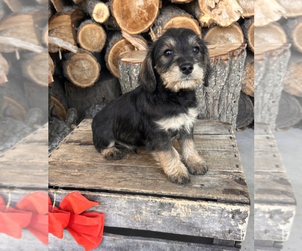 Medium Photo #2 King Schnauzer Puppy For Sale in MIDDLEBURY, IN, USA