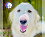 Small #2 Great Pyrenees