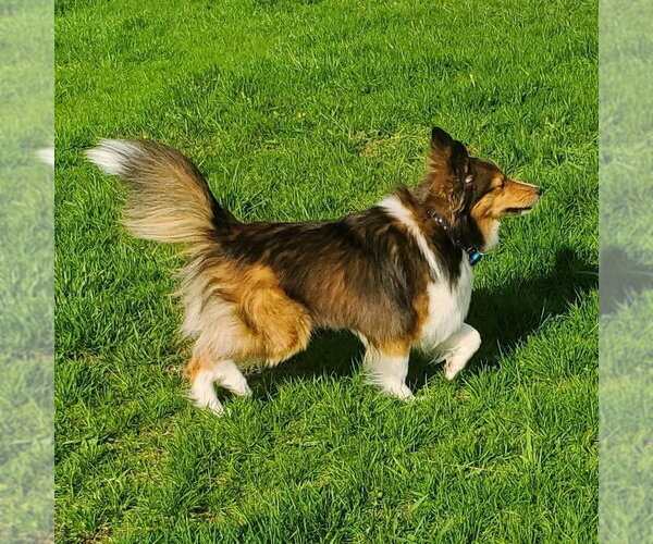 Medium Photo #2 Mutt Puppy For Sale in Dublin, OH, USA