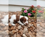 Puppy Puppy 1 Buster Dachshund