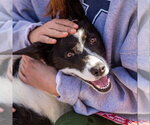 Small Photo #10 Border Collie-Unknown Mix Puppy For Sale in Canton, CT, USA