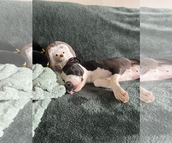 Medium Photo #2 Mutt Puppy For Sale in Aurora, CO, USA