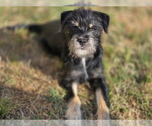 Poodle (Miniature) Dogs for adoption in Rosenberg, TX, USA