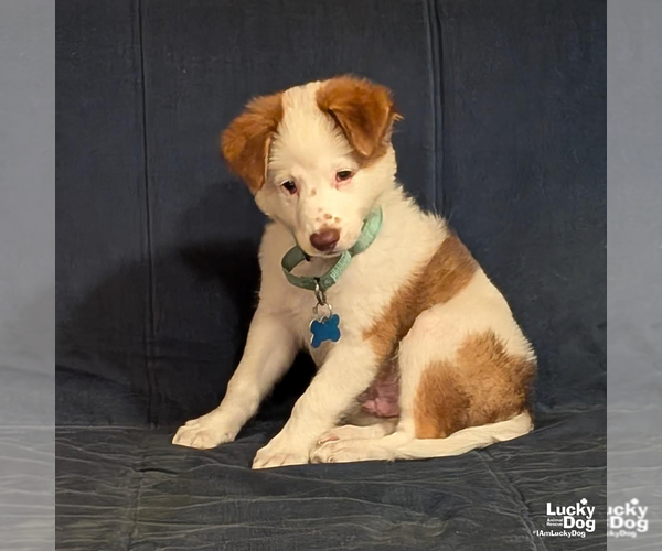 Medium Photo #3 Border Collie-Unknown Mix Puppy For Sale in Washington, DC, USA