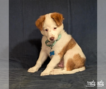 Small #2 Border Collie Mix