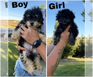 Poodle (Miniature) Puppy for sale in TOPPENISH, WA, USA