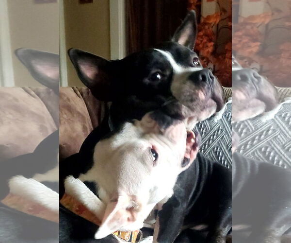 Medium Photo #2 Bulldog-Unknown Mix Puppy For Sale in Hillsboro, NH, USA