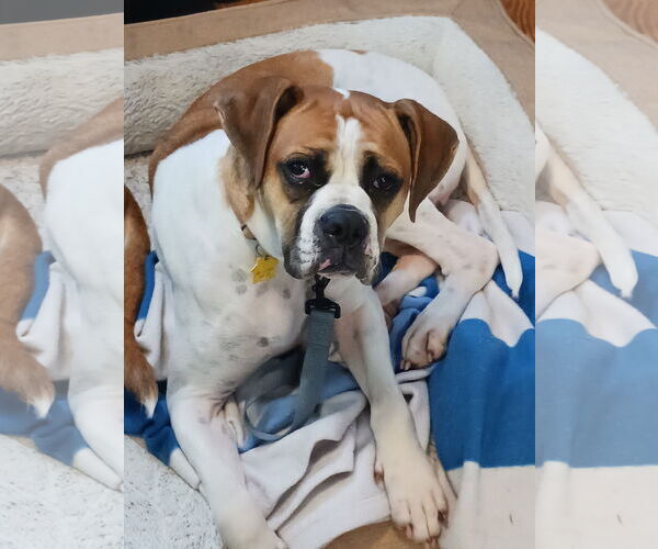 Medium Photo #2 Boxer Puppy For Sale in Burnsville, MN, USA