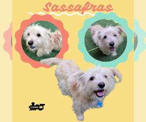 Mutt Dogs for adoption in Lindsay, CA, USA
