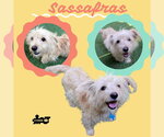 Sassafras - Female Mutt Dog for Adoption - Small photo