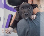 Small #5 American Staffordshire Terrier Mix