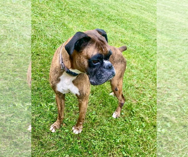 Medium Photo #2 Boxer Puppy For Sale in Dumont, NJ, USA
