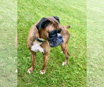 Small #1 Boxer