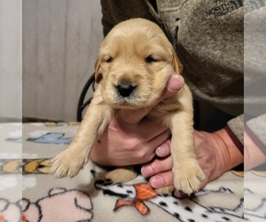 Golden Retriever Puppy for sale in CHATSWORTH, IL, USA