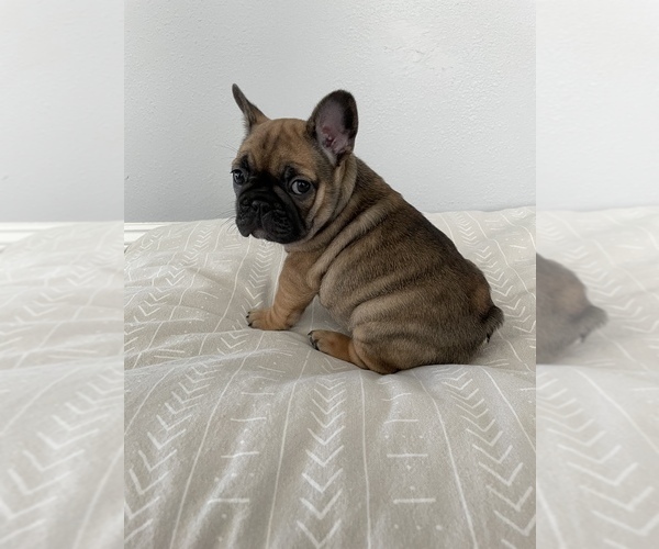 Medium Photo #3 French Bulldog Puppy For Sale in BEAUMONT, CA, USA