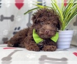 Small Photo #10 Poodle (Miniature)-Schnoodle (Miniature) Mix Puppy For Sale in LAKELAND, FL, USA