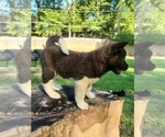 Puppy Male 2 Akita