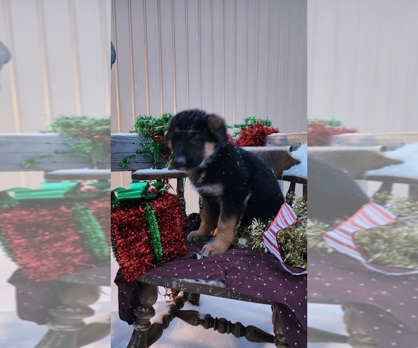 Medium Photo #28 German Shepherd Dog Puppy For Sale in GREENWOOD, WI, USA