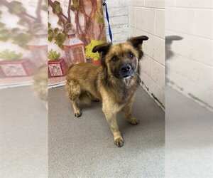 German Shepherd Dog-Unknown Mix Dogs for adoption in San Bernardino, CA, USA