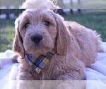 Small Photo #4 Goldendoodle Puppy For Sale in ROUGEMONT, NC, USA