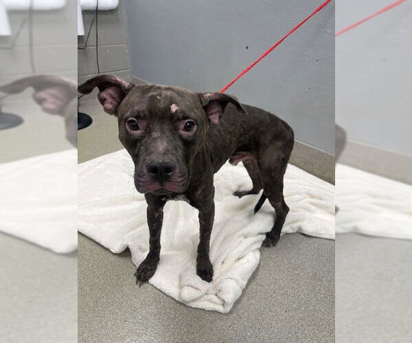 Medium Photo #1 American Pit Bull Terrier-Unknown Mix Puppy For Sale in Las Vegas, NV, USA