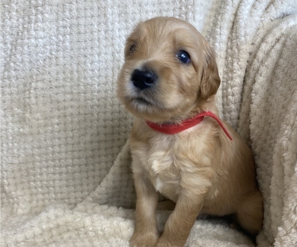 Medium Photo #1 Goldendoodle Puppy For Sale in ROANOKE, TX, USA