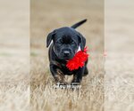 Small Photo #2 Labrador Retriever-Plott Hound Mix Puppy For Sale in McKinney, TX, USA