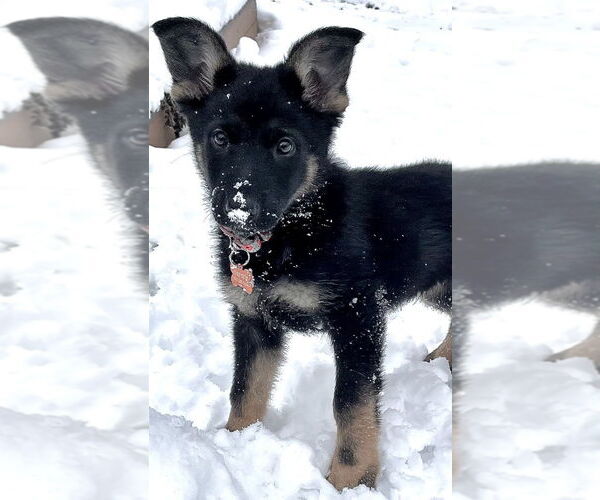 Medium Photo #3 German Shepherd Dog Puppy For Sale in Minneapolis, MN, USA