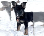 Small #2 German Shepherd Dog