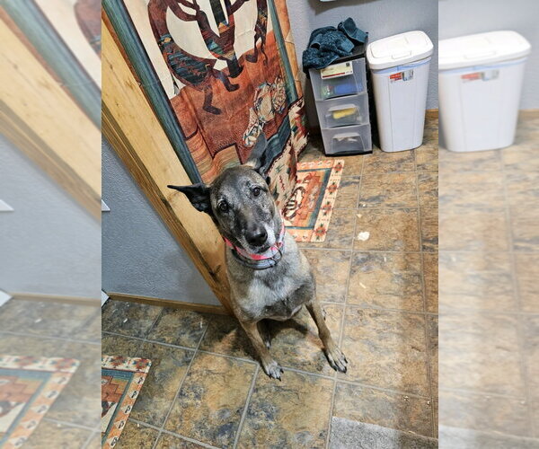 Medium Photo #6 Mutt Puppy For Sale in Stevens Point, WI, USA