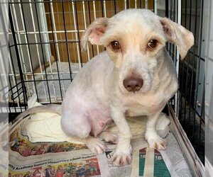 Mutt Dogs for adoption in Meridian, MS, USA