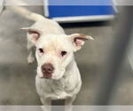 Small American Pit Bull Terrier Mix