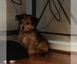 Small Photo #3 Chorkie Puppy For Sale in MARIETTA, GA, USA
