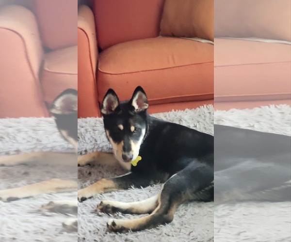 Medium Photo #8 German Shepherd Dog-Unknown Mix Puppy For Sale in Sandy, UT, USA