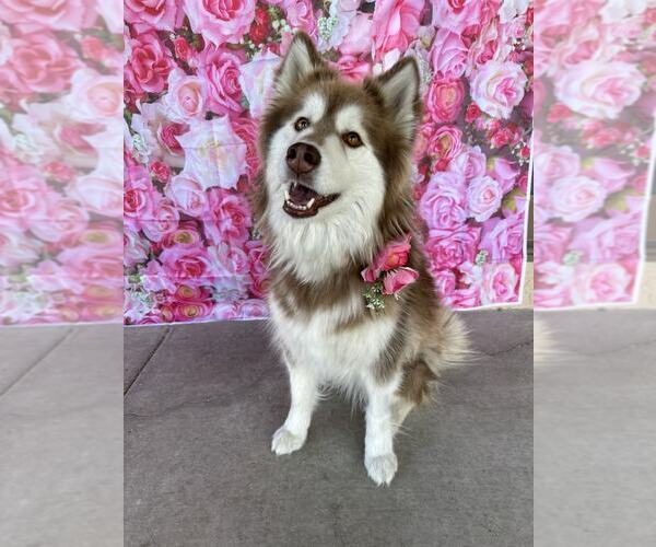 Medium Photo #2 Alaskan Malamute Puppy For Sale in MIDWAY, UT, USA