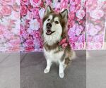 Small #1 Alaskan Malamute