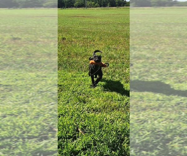 Medium Photo #12 Labrador Retriever Puppy For Sale in MERIDEN, KS, USA
