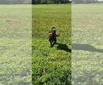 Small Photo #12 Labrador Retriever Puppy For Sale in MERIDEN, KS, USA