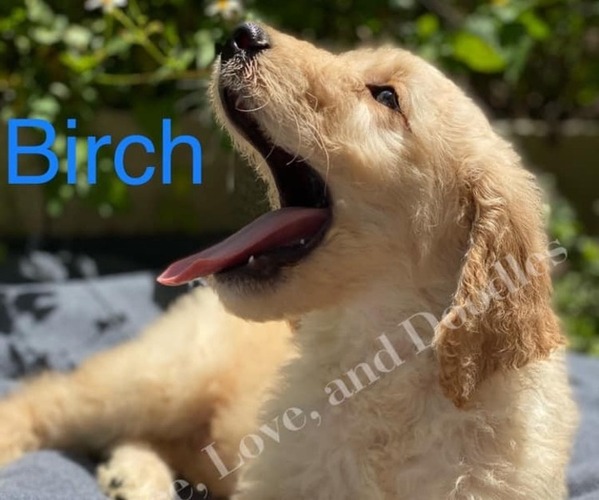 Medium Photo #3 Goldendoodle Puppy For Sale in BROOKER, FL, USA