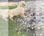 Small Photo #12 Golden Retriever Puppy For Sale in CHIPPEWA FALLS, WI, USA