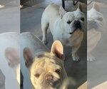 Small #2 French Bulldog