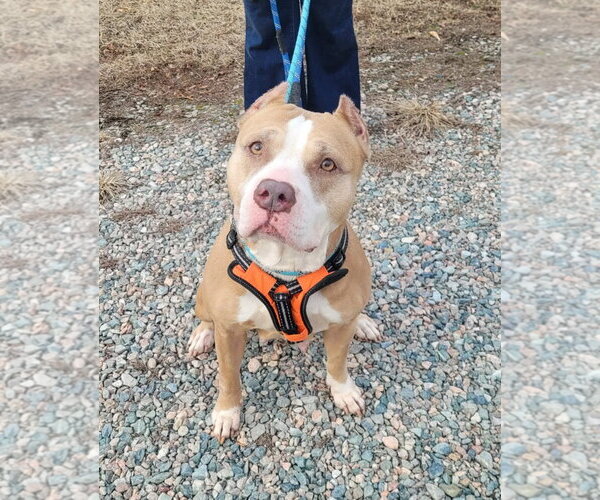 Medium Photo #5 American Staffordshire Terrier-Unknown Mix Puppy For Sale in Spotsylvania, VA, USA