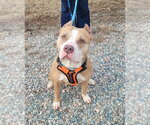 Small #4 American Staffordshire Terrier Mix
