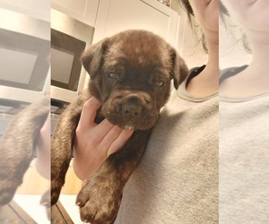 Medium Cane Corso